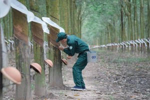 Cao su Tây Ninh báo lãi cao nhất 10 năm