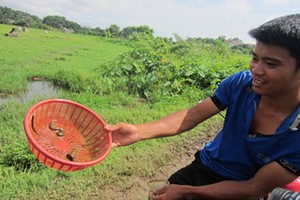 Rầm rộ rủ nhau lên Hà Nội... săn đỉa