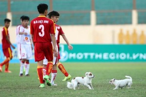 Cầu thủ U19 bị chó cắn giữa trận bóng