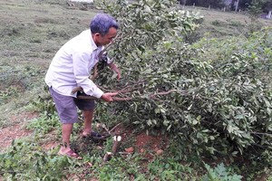 Truy tìm kẻ chặt hạ hàng trăm gốc cam dịp sát Tết