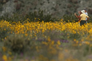 Đợt “siêu nở hoa” vô cùng bất thường trên sa mạc California