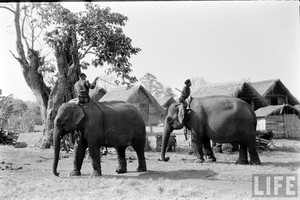 Ảnh độc: Ngắm đàn voi hoành tráng ở Buôn Mê Thuột năm 1957