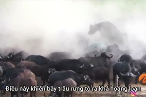 Video : Sư tử chết thảm khi bị bầy trâu rừng giày xéo