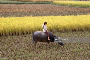 Khung cảnh thanh bình của đồng quê Việt Nam năm 1987 (1)