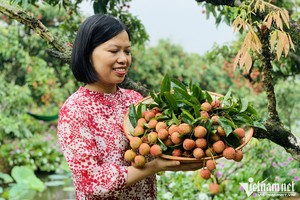 Trồng loại cây cho ‘quả ngọc’, nông dân thu cả vạn lượng vàng