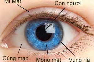 Mống mắt nằm ở đâu, vì sao được lấy làm dữ liệu thẻ căn cước?