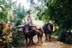 Ảnh đầy hoài niệm về nông thôn miền Bắc năm 1973-1974