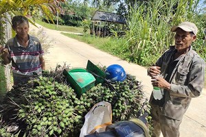 Bình Định: Cau tươi tăng giá, thương lái vô vườn săn lùng