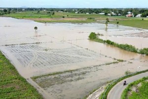 An Giang: Nghề câu ếch, nghề “làm chơi, ăn thiệt”