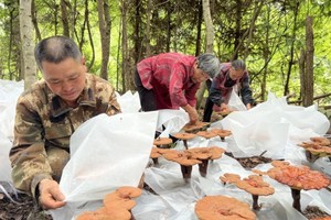 Cả làng trồng thứ “lùn tịt” giá vài chục triệu đồng/kg 