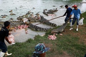 Đột nhập trang trại nuôi cá sấu ở Thái Lan