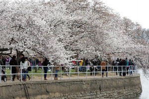 Rực rỡ sắc hoa anh đào đua nở ở Washington