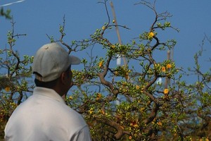 Đà Nẵng: Tết chưa về đào quất ngẩn ngơ