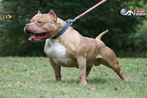 Kinh hãi cảnh chó Pitbull cắn xé đồng loại đến chết