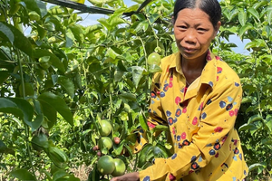 Loại cây trồng nhàn sức, lãi gấp 3 ngô sắn