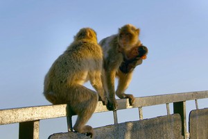 Con non bị bắt cóc, khỉ mẹ dùng “chiêu độc” giành lại con