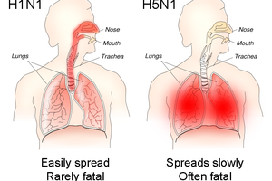 Cơ chế gây tử vong của cúm H5N1