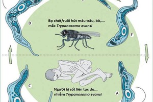 Phát hiện ca nhiễm trùng roi lạ đầu tiên ở Việt Nam