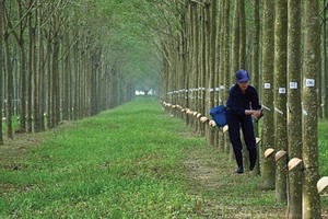 Cao su Phước Hoà báo lãi quý 4 đột biến