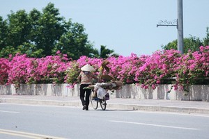 Đi trên những cung đường hoa giấy “đẹp nhất Việt Nam“