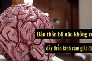 8 sự thật thú vị ít ai biết về não bộ