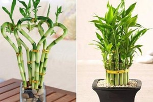 Cây Phất dụ vừa mang may mắn lại hút khí độc