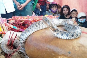 Tin đồn “hoa thánh”, “rắn thần”: Niềm tin mê muội đến từ đâu?