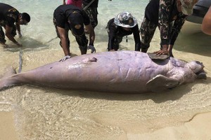 Bò biển chết hàng loạt ở Thái, rợn người nguyên nhân để chế bùa