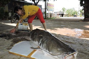 Đi câu trên sông Sêrêpốk, bất ngờ bắt được 2 con cá lăng khổng lồ