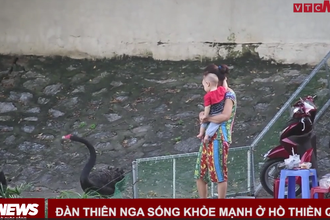 Video: Đàn thiên nga hàng trăm triệu đồng ở hồ Thiền Quang giờ ra sao? 