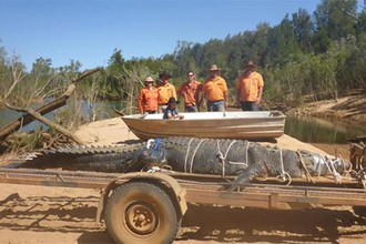 Video: Cá sấu khổng lồ nặng 600kg sa lưới sau 10 năm bị săn lùng