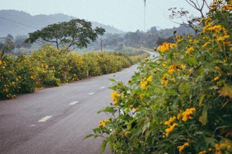 Kinh nghiệm du lịch Ba Vì mùa hoa dã quỳ nở rộ