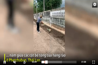 Video: Trăn khủng bị mắc kẹt giữa hàng rào