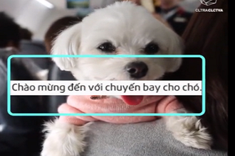 Video: Ngộ nghĩnh chuyến bay dành cho cún cưng ở Nhật Bản