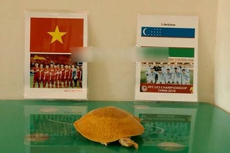 Rùa vàng lại dự đoán kết quả trận đấu U23 Việt Nam và Uzbekistan