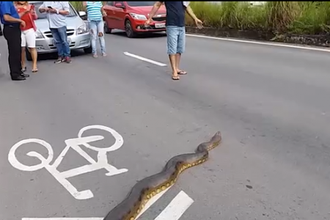 Video trăn anacoda khổng lồ bò qua đường, làm dân “đứng hình”