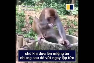 Video: Muôn vàn biểu cảm của động vật khi thử sầu riêng