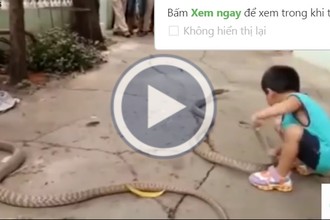 Video: Bé 3 tuổi bê rắn khổng lồ lên đập xuống nền bê tông