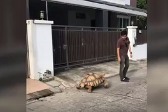 Video: Cụ rùa Sulcata siêu to khổng lồ dạo phố cùng "anh sen"