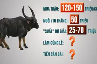 Chủ trâu chọi ở Đồ Sơn phải đầu tư bao nhiêu tiền?