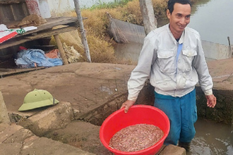 Ra đồng vớt “lộc trời”, dân Hải Phòng làm chơi ăn thật