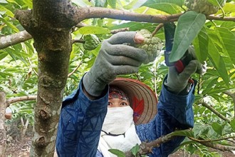 Ninh Bình: “Bỏ túi” hàng trăm triệu nhờ trồng na trên sườn núi