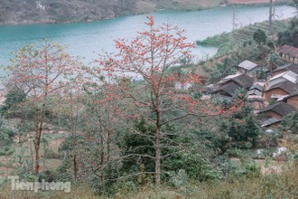 Hoa gạo đỏ rực trên cao nguyên đá Hà Giang khiến nao lòng người