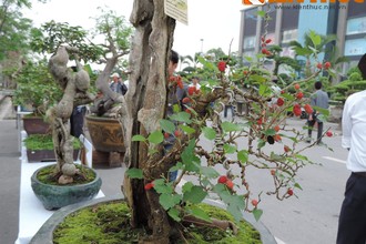 Bonsai ăn quả siêu độc lạ hút mắt dân Hà Nội 