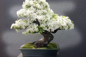 Ngắm 10 chậu bonsai tự nhiên đẹp nhất thế giới