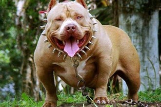 Chó Pitbull "hung thần", có bộ hàm khóa khét tiếng và sự thật 