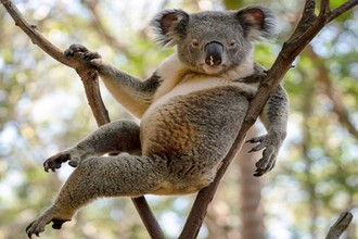 Gấu Koala đực gợi cảm, khoe dáng không kém siêu mẫu 