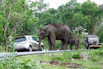 Video: Voi dữ lao vào trại tị nạn Bangladesh và hậu quả khủng khiếp