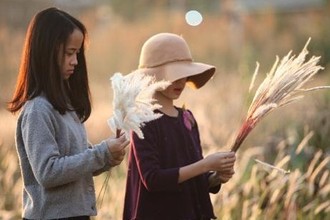 Vườn lau um tùm ở KĐT Linh Đàm có sức hút lạ thường