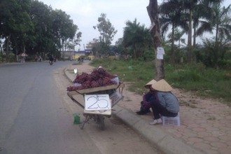 Sự thật về nho Ninh Thuận siêu rẻ 25.000 đồng/kg